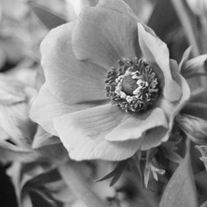 example of Black & White filter applied