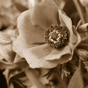 example of Sepia filter applied